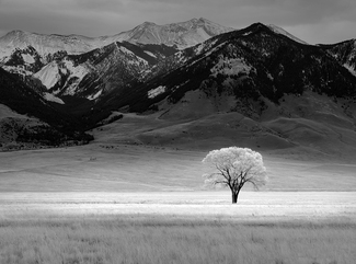 Lone Tree