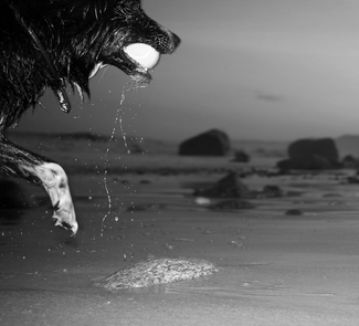Fetch