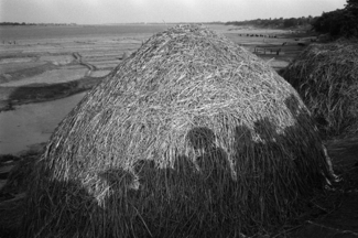 Straw pile