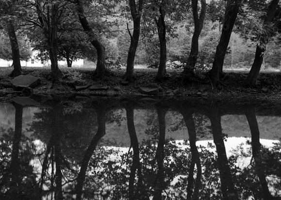 Catalpa Reflection