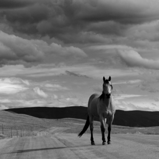 Wild & Free