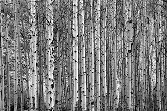 A Study in Aspen