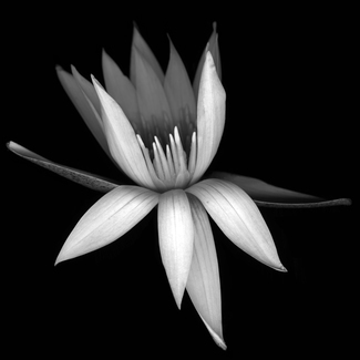 Waterlilly 1