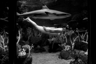 female & shark