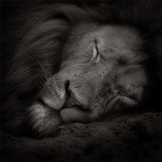 Sweet dreams