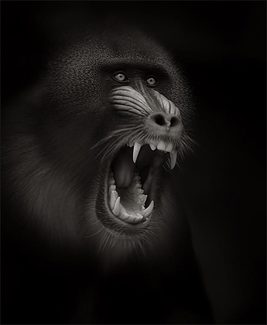the scream