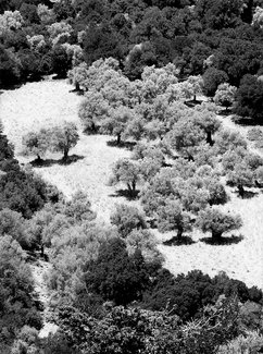 Olivegrove