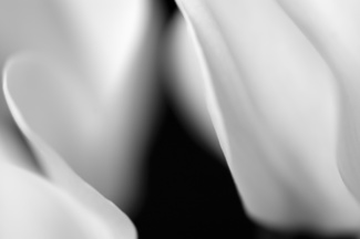 Cyclamen