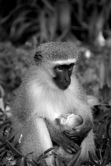 Madonna & Child