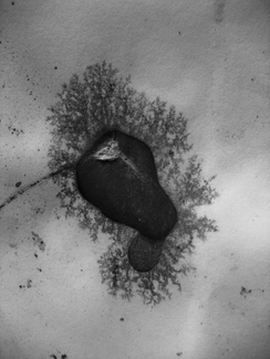 Stain on Blotting Paper