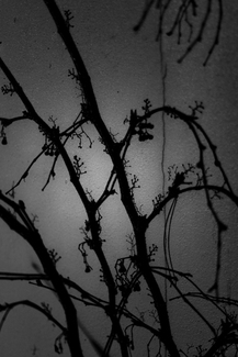 Virginia Creeper