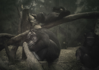 Chimpanzees
