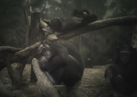 Chimpanzees