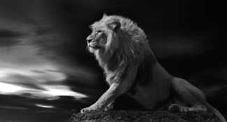Lion 1