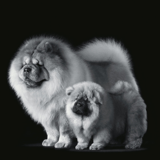 Chow Chows