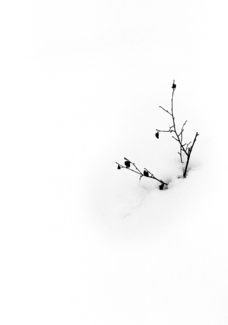 twig