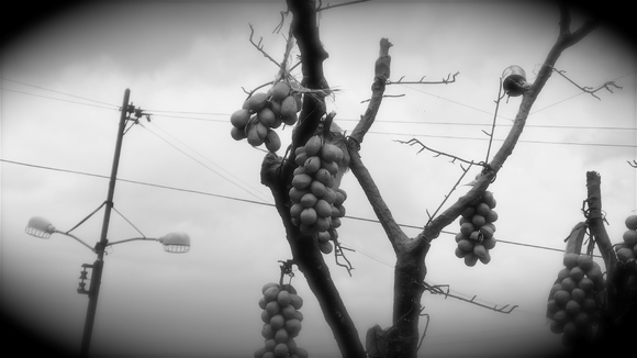 CITY GRAPES
