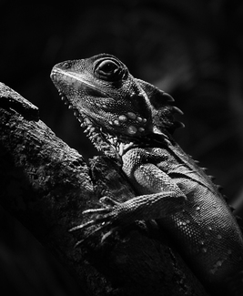 A lizard