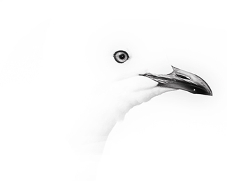 The Seagull