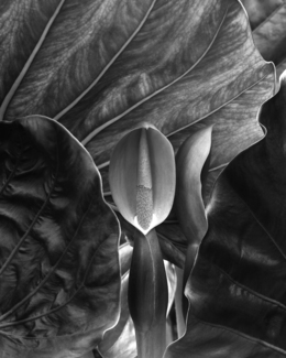 Lily Plant