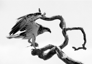 seaeagle