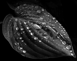 raindrops