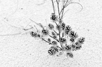 Signs of Life