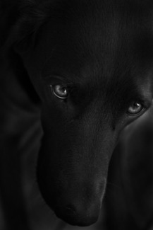 blacky