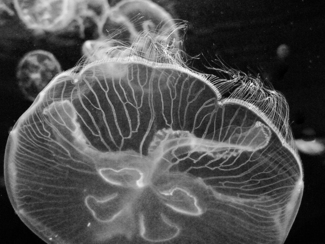 Awesome Anemone