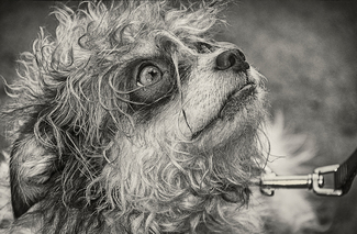 Pooch