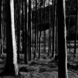 A  new forest growing 