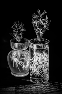 Hyacinths
