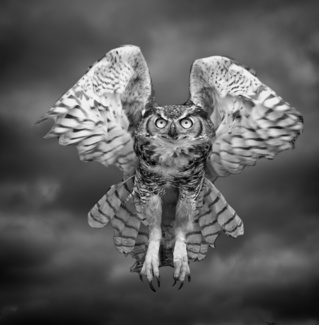Great Horned Owl in Flight
