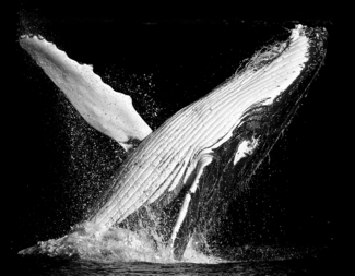Whale of a time