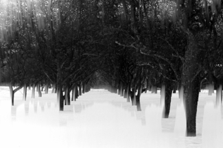 Dark Orchard