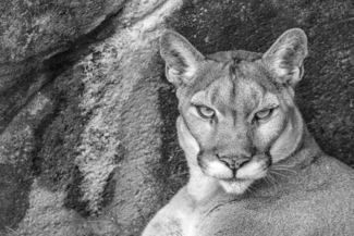 Stink Eye