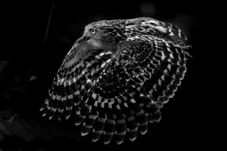 Flying Owl