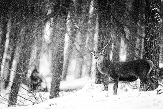 Snow Deer