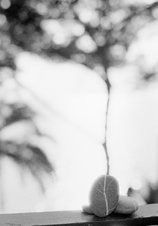 The Tree and the Stone