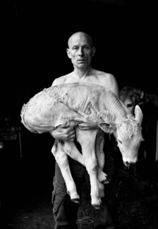 Ide with calf