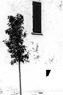 Pietrasanta