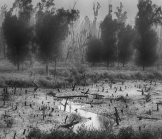 Losing Nature 