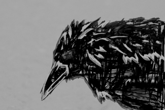 A Crow