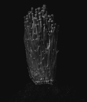 Enoki