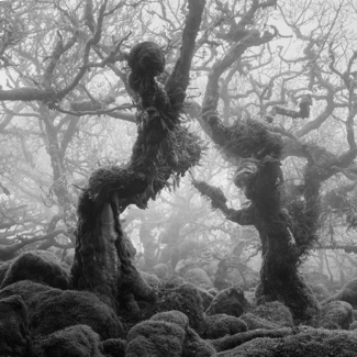 The Dancing Trees