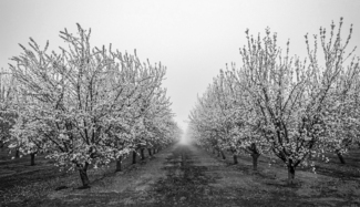 Almond Grove