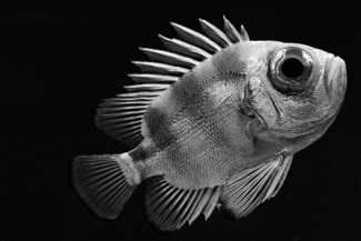 SILENTIO