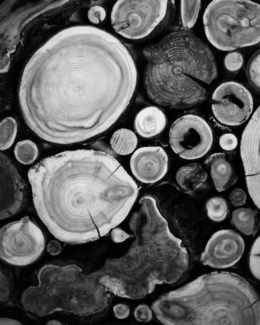 Lignum