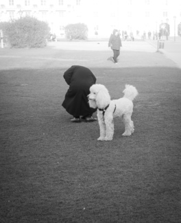 Dog in the Park