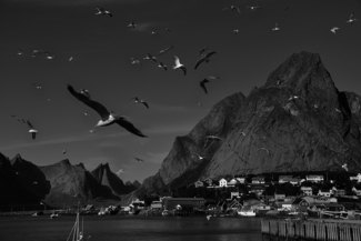 Birds